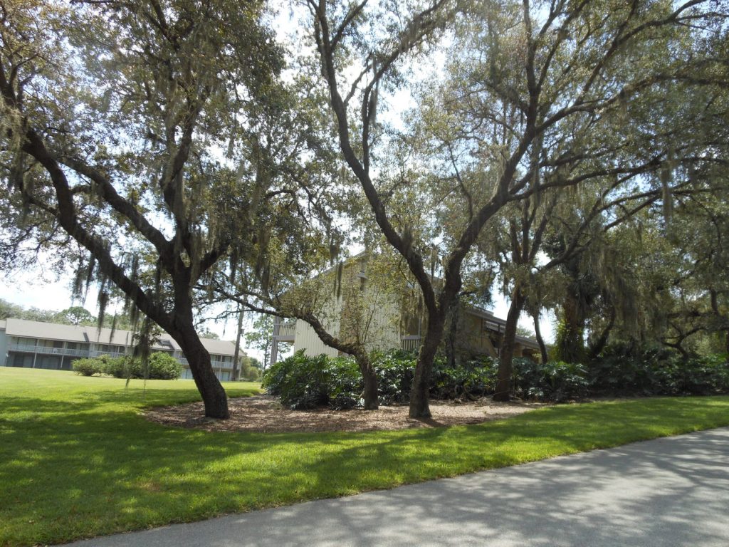Trees to relax under