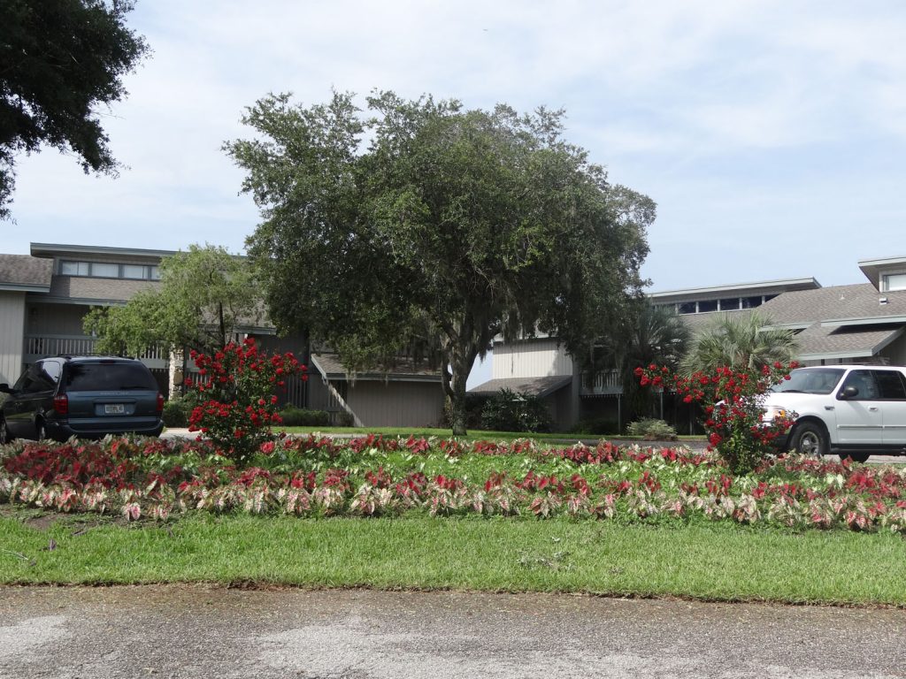 Plantings in Contrasting Colors