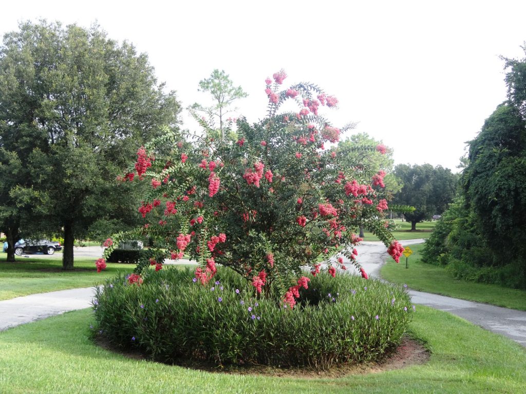 Brightly Blooming Myrtle Tree