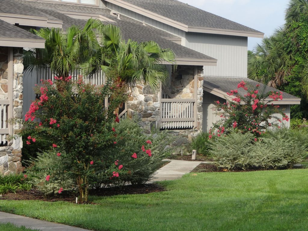 Brightly Blooming Myrtle Trees