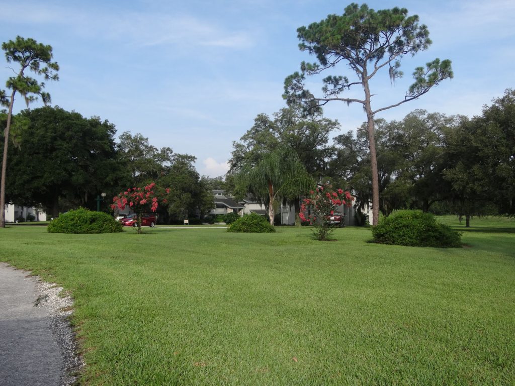 Expansive Lawn Rimmed by Trees