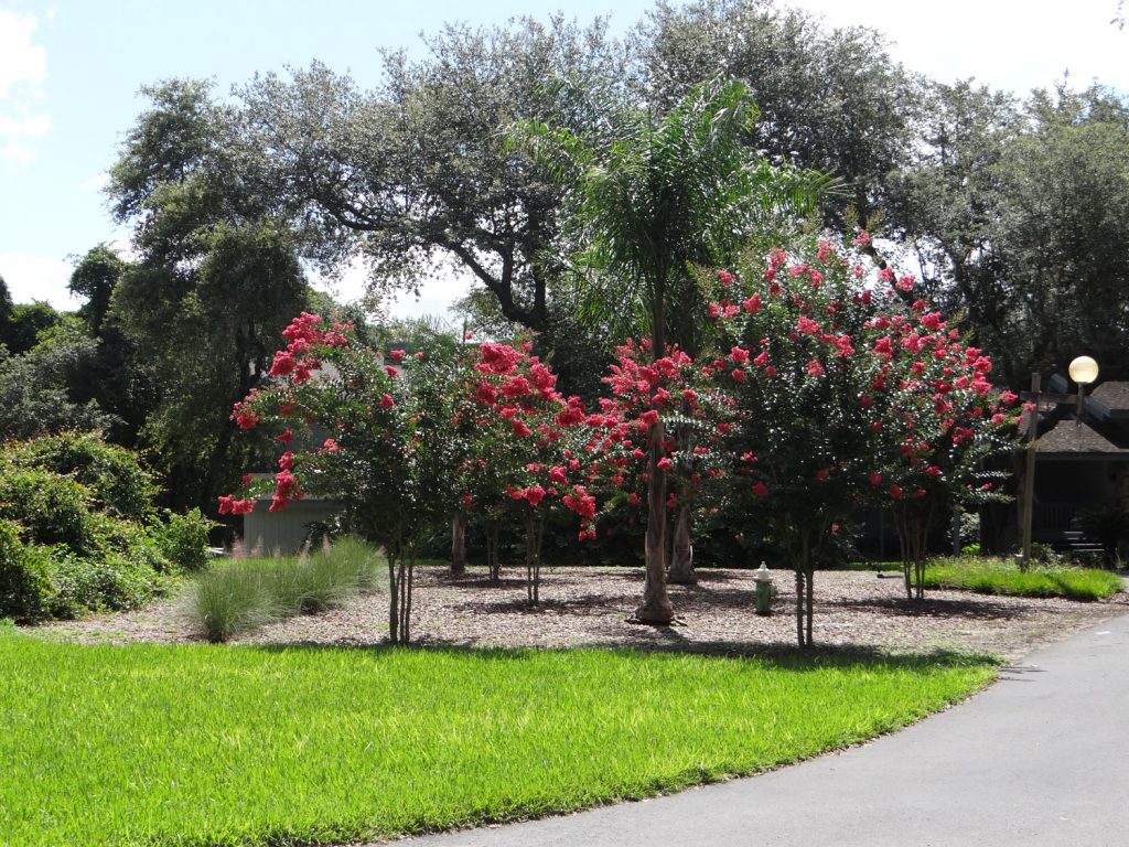 So many Myrtle trees!